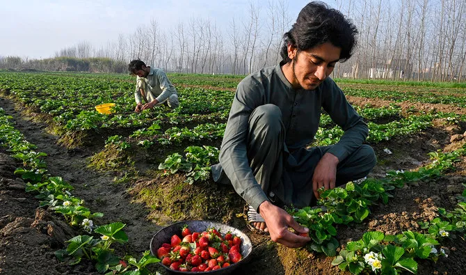SUSTAINABLE AGRICULTURE